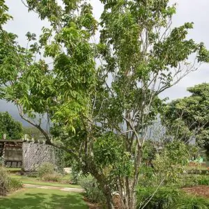 Sapindus mukorossi - Indian soapberry, Washnut, Ritha, Chinese Soapberry