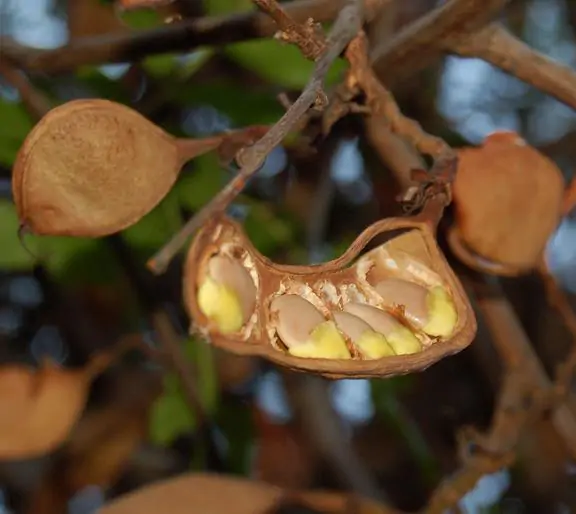 Schotia brachypetala - Drunken Parrot Tree, Weeping Boerbean, African Green Heart, Africa Nut - Image 2