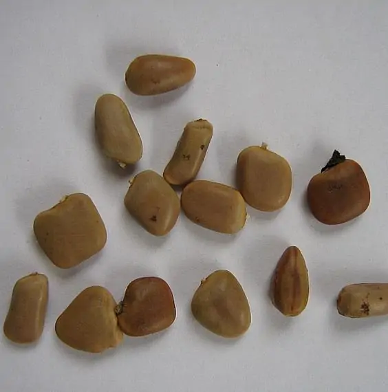 Schotia brachypetala - Drunken Parrot Tree, Weeping Boerbean, African Green Heart, Africa Nut - Image 4