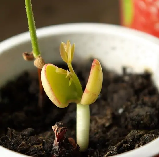Schotia brachypetala - Drunken Parrot Tree, Weeping Boerbean, African Green Heart, Africa Nut - Image 5