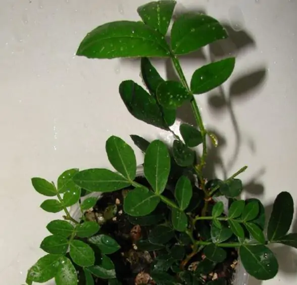 Schotia brachypetala - Drunken Parrot Tree, Weeping Boerbean, African Green Heart, Africa Nut - Image 6