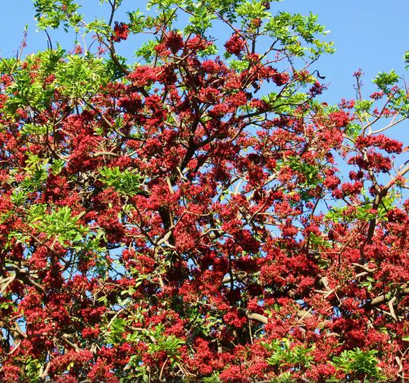 Schotia brachypetala - Drunken Parrot Tree, Weeping Boerbean, African Green Heart, Africa Nut - Image 12