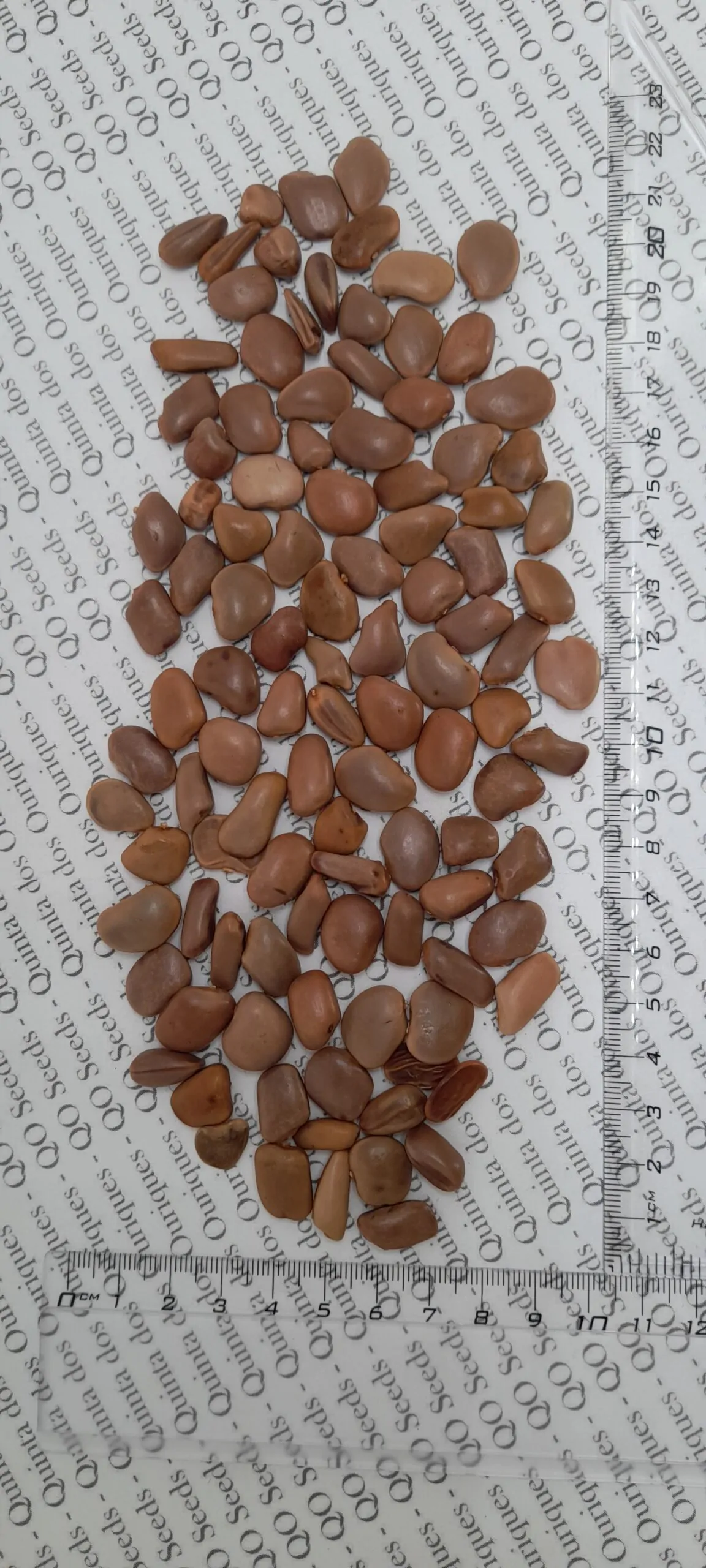 Schotia brachypetala - Drunken Parrot Tree, Weeping Boerbean, African Green Heart, Africa Nut - Image 13