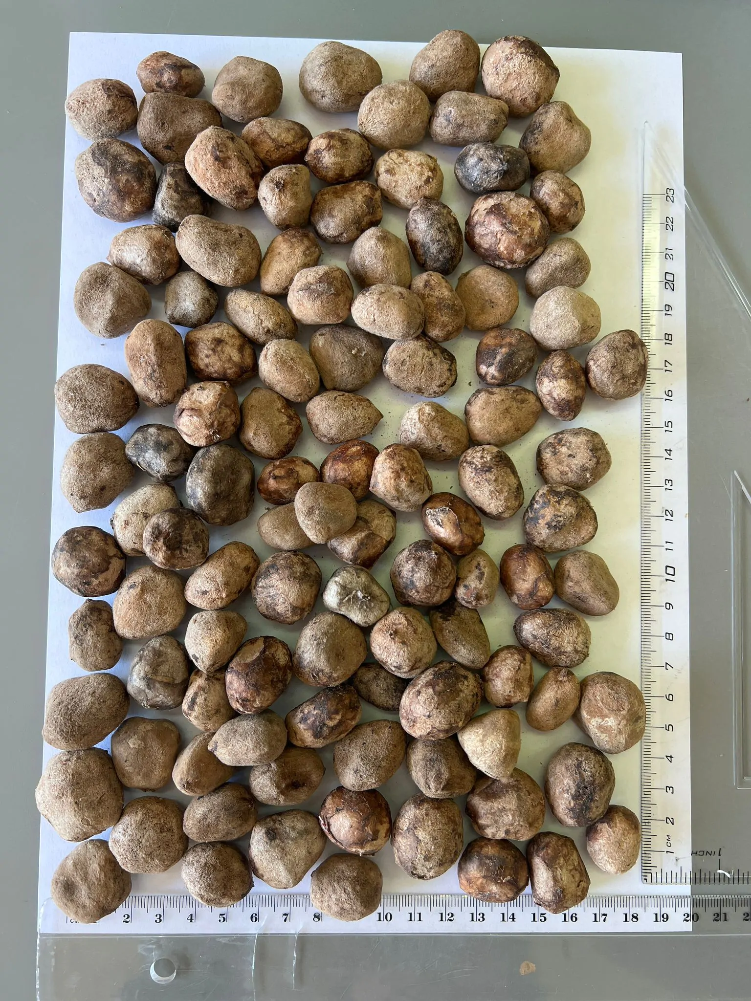 Sclerocarya birrea subsp. caffra - Marula, Amarula, Morula, Mufula, Ukanyi - Image 6