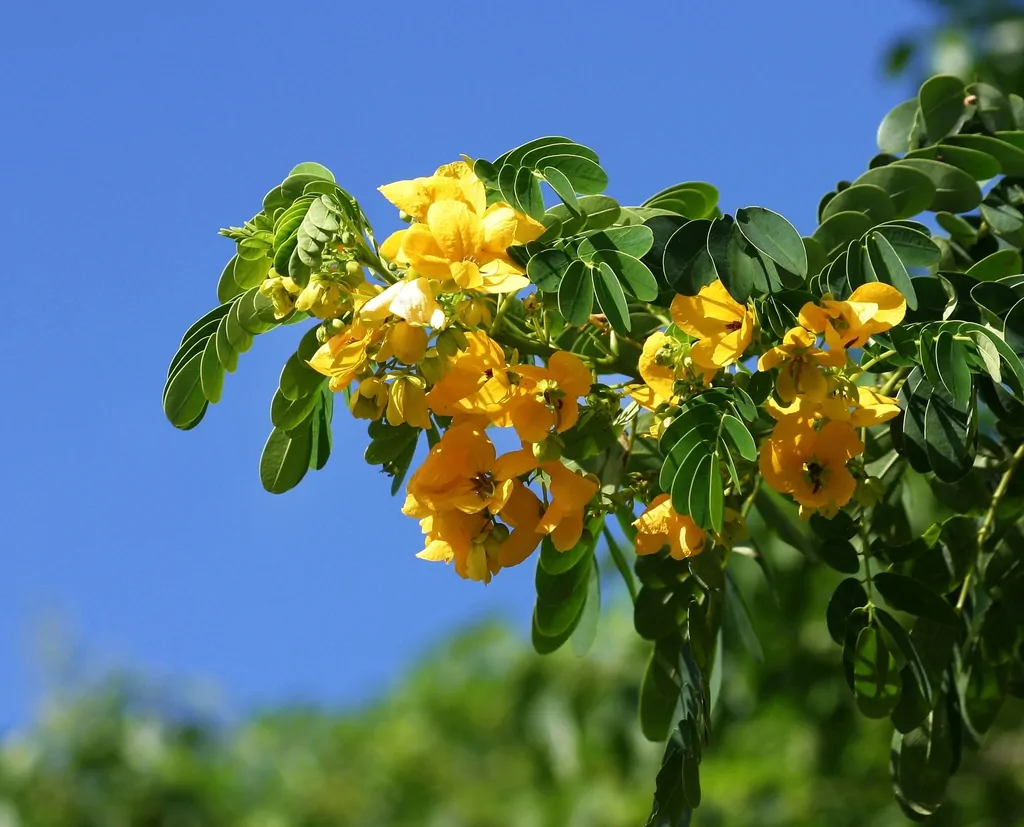 Senna sulfurea / Cassia glauca / Senna surattensis - Smooth Senna, Scrambled Egg - Image 2