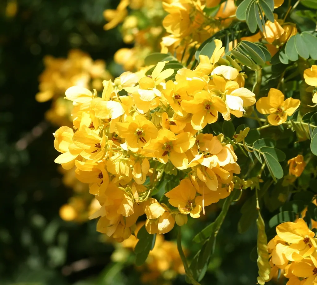 Senna sulfurea / Cassia glauca / Senna surattensis - Smooth Senna, Scrambled Egg - Image 3