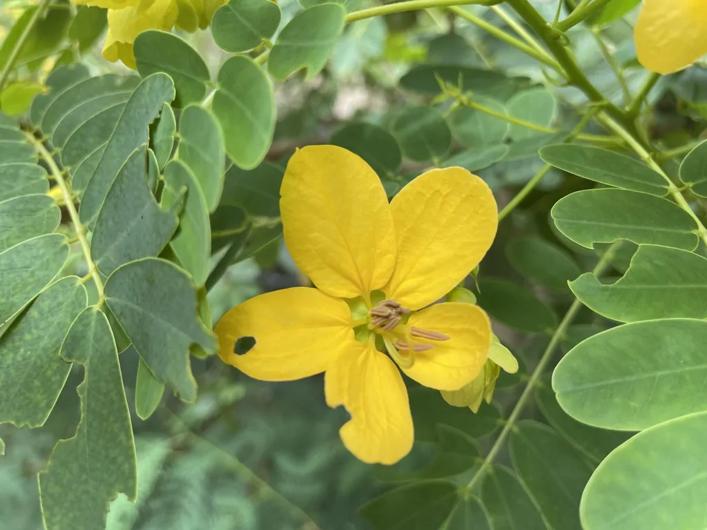 Senna sulfurea / Cassia glauca / Senna surattensis - Smooth Senna, Scrambled Egg - Image 4