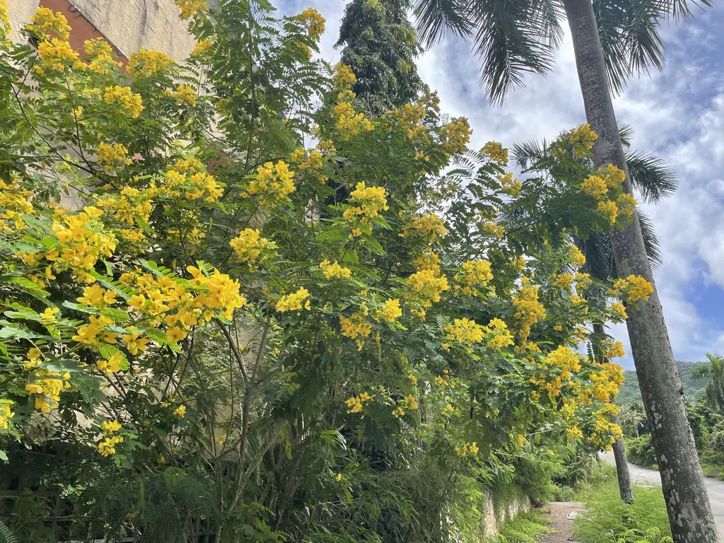 Senna sulfurea / Cassia glauca / Senna surattensis - Smooth Senna, Scrambled Egg - Image 5