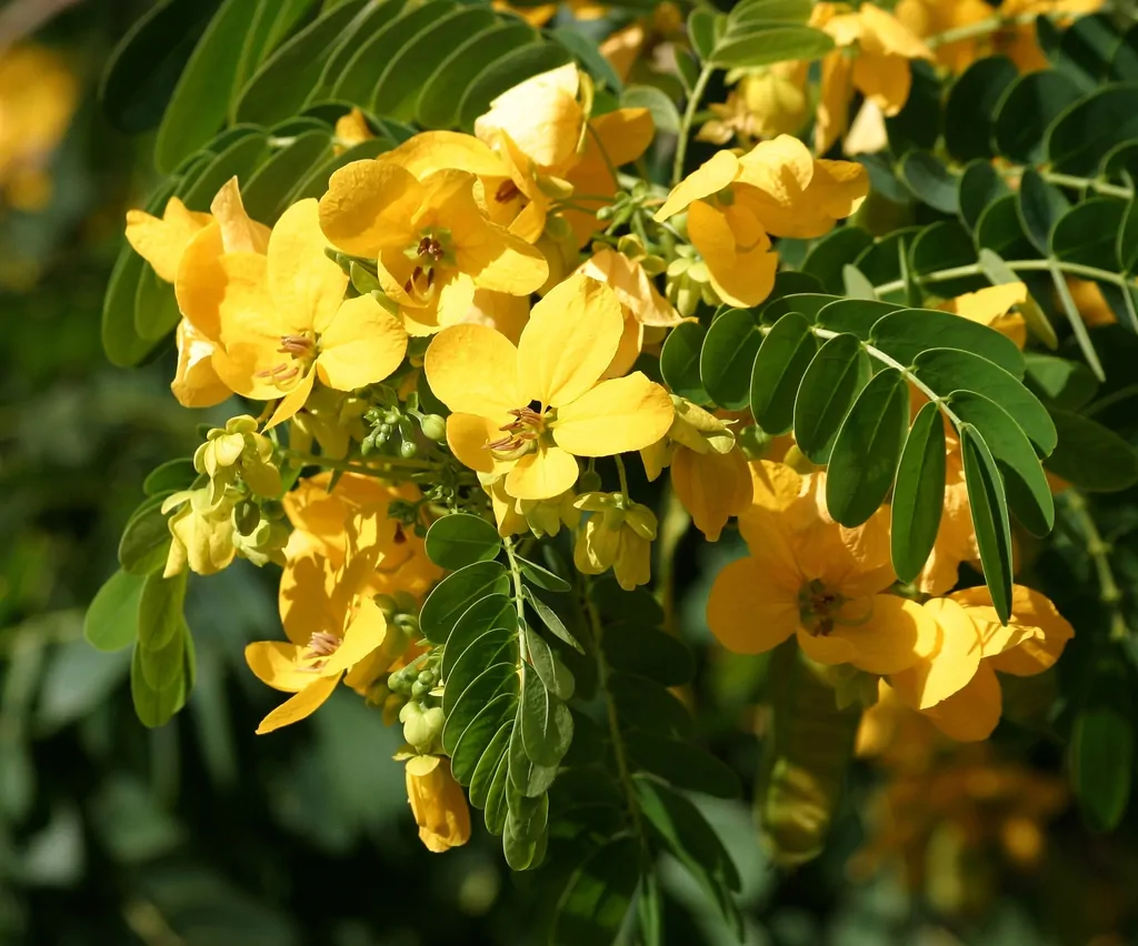Senna sulfurea / Cassia glauca / Senna surattensis - Smooth Senna, Scrambled Egg - Image 6