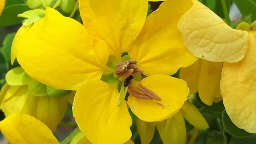 Senna sulfurea / Cassia glauca / Senna surattensis - Smooth Senna, Scrambled Egg - Image 8