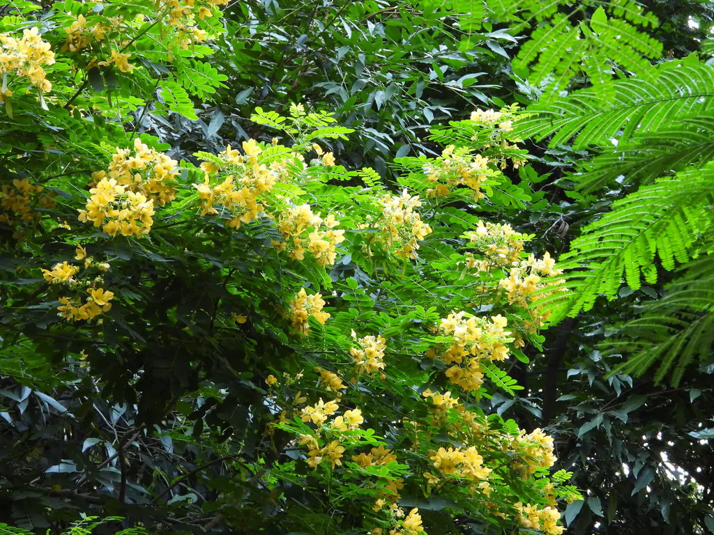 Senna sulfurea / Cassia glauca / Senna surattensis - Smooth Senna, Scrambled Egg - Image 9