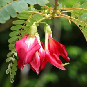 Sesbania grandiflora 'Red' - Scarlet Wisteria Tree