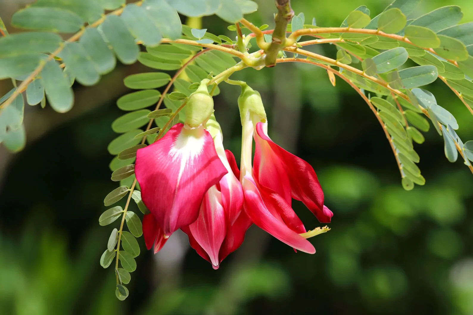 Sesbania grandiflora 'Red' - Scarlet Wisteria Tree