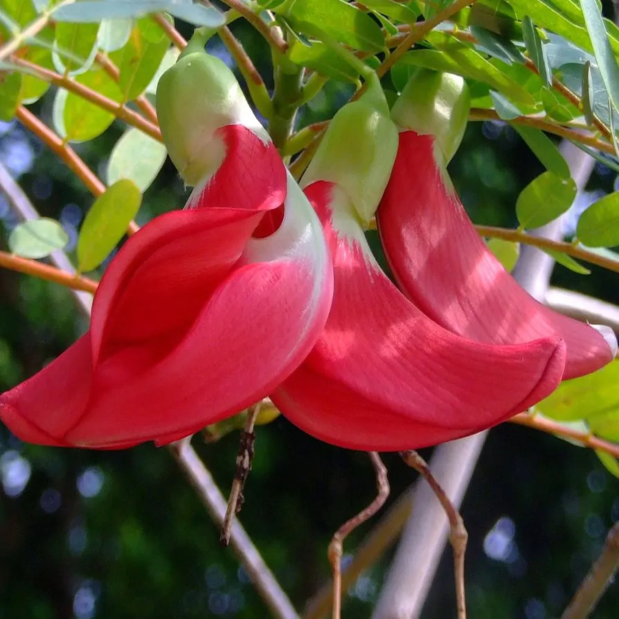 Sesbania grandiflora 'Red' - Scarlet Wisteria Tree - Image 2
