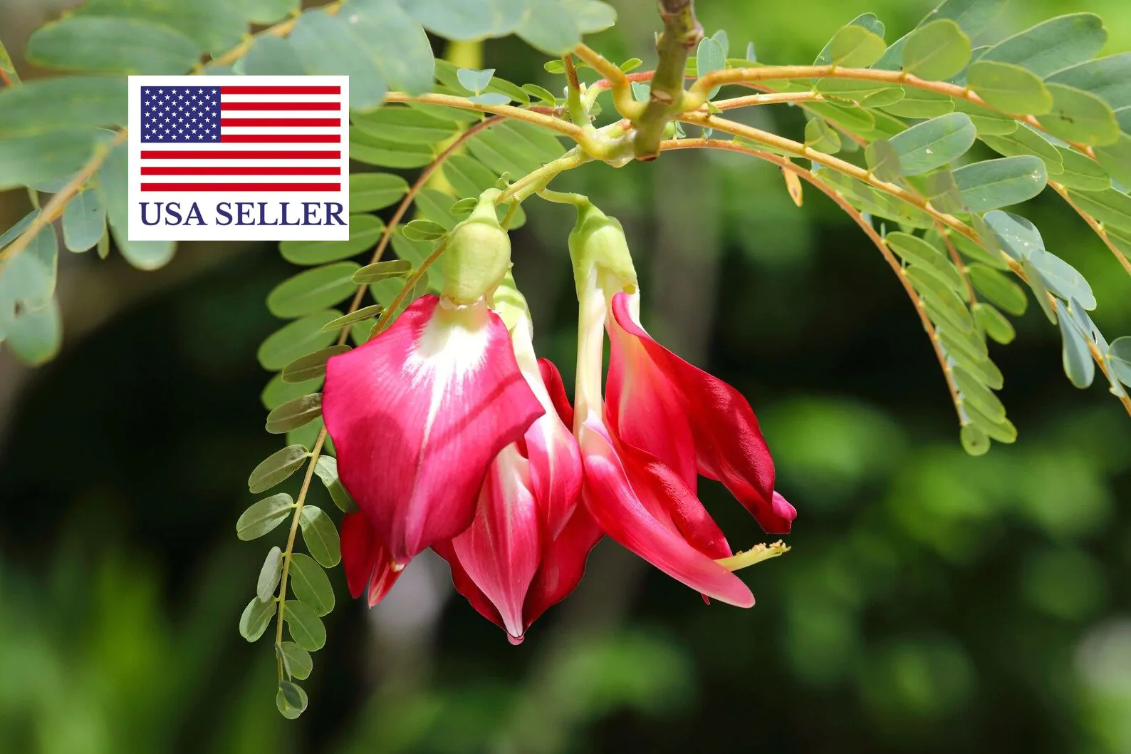 Sesbania grandiflora 'Red' - Scarlet Wisteria Tree - Image 3