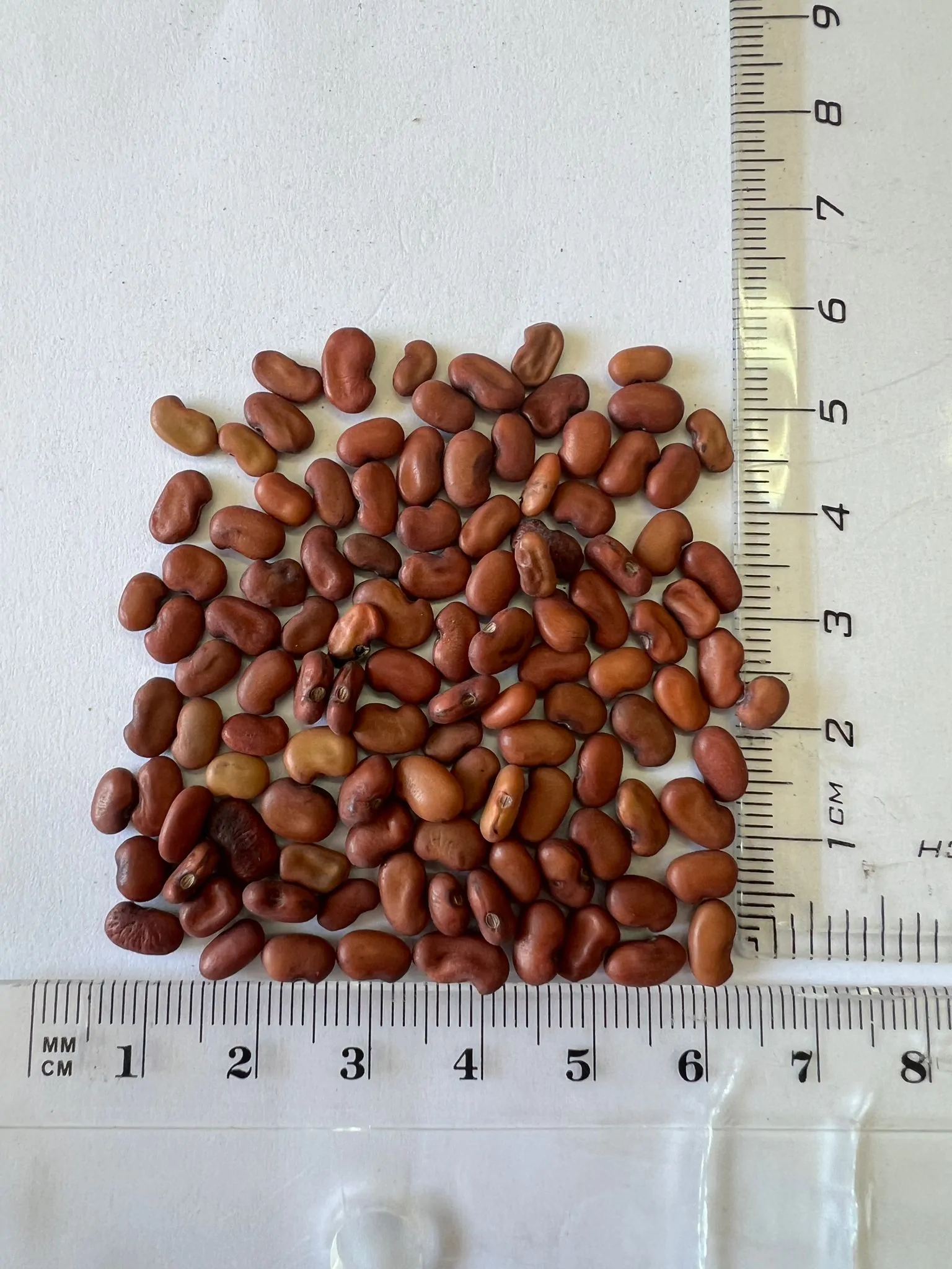 Sesbania grandiflora 'Red' - Scarlet Wisteria Tree - Image 4