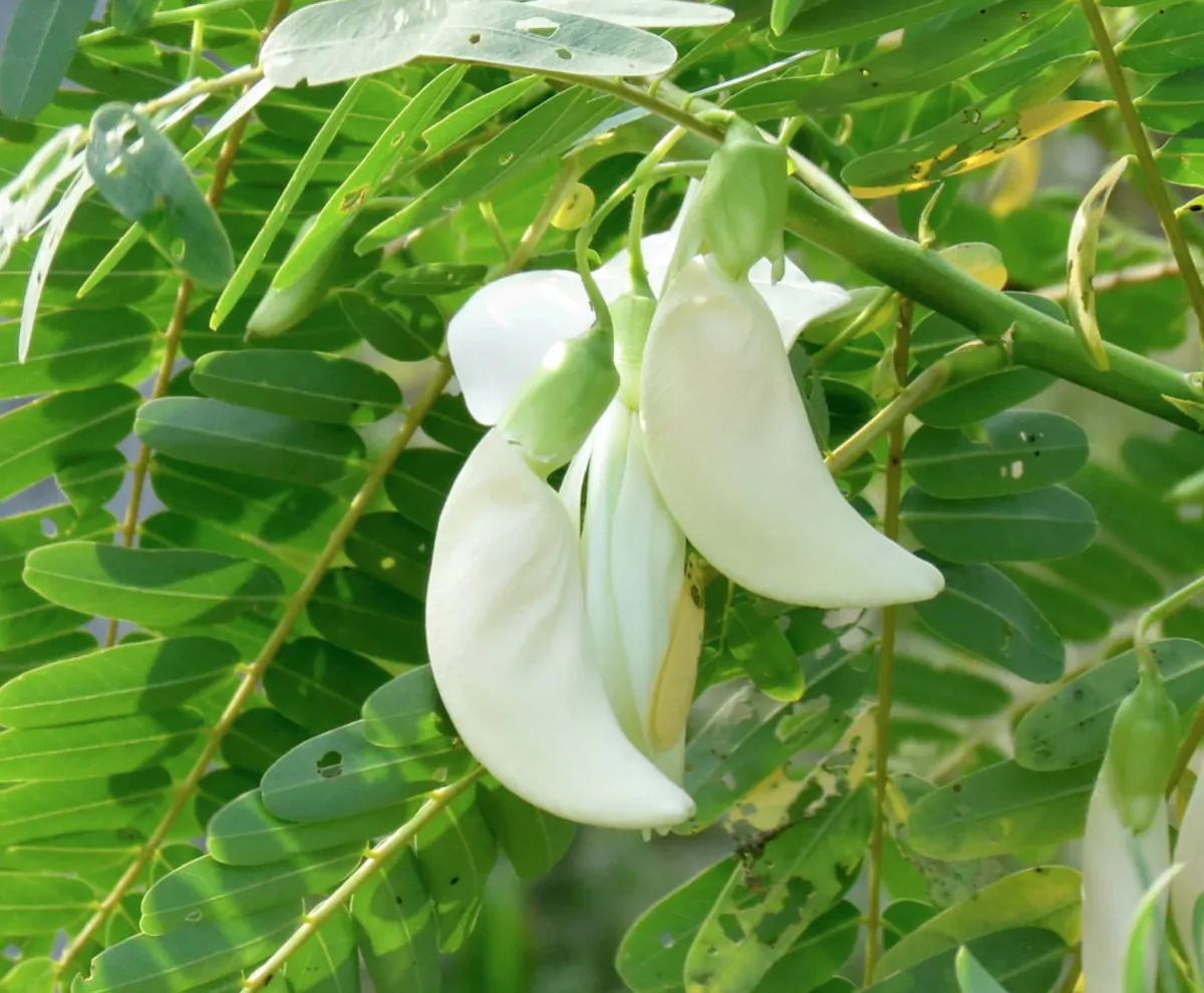Sesbania grandiflora 'White' - Vegetable Hummingbird, West Indian Pea, Jayanti, Agati, Katurai