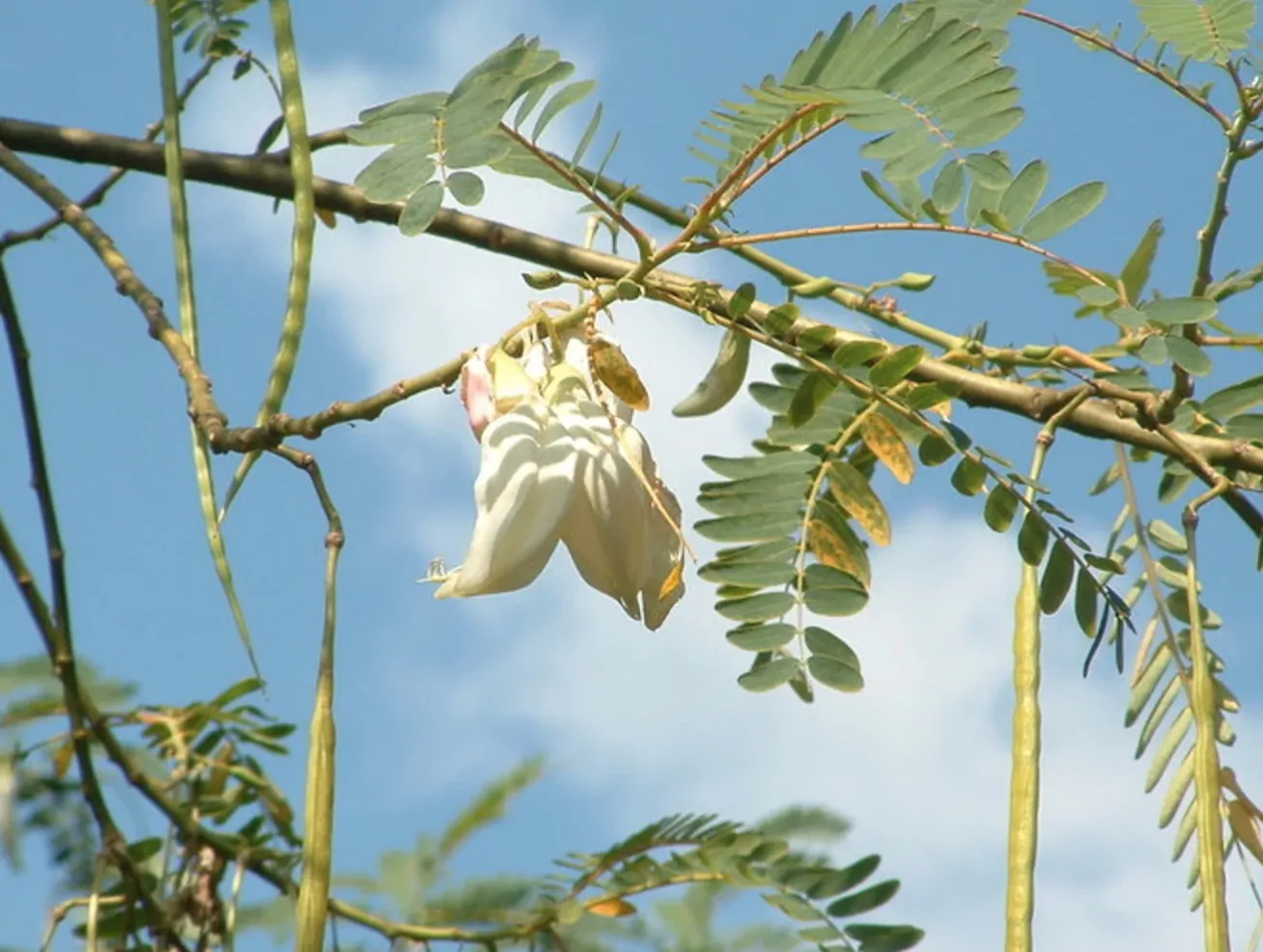 Sesbania grandiflora 'White' - Vegetable Hummingbird, West Indian Pea, Jayanti, Agati, Katurai - Image 3