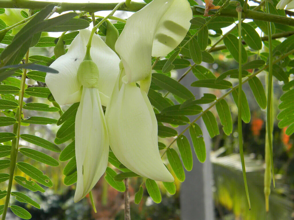 Sesbania grandiflora 'White' - Vegetable Hummingbird, West Indian Pea, Jayanti, Agati, Katurai - Image 4
