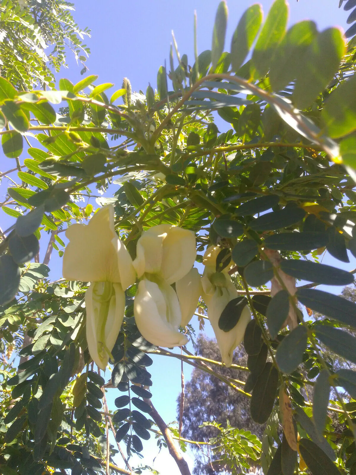 Sesbania grandiflora 'White' - Vegetable Hummingbird, West Indian Pea, Jayanti, Agati, Katurai - Image 7