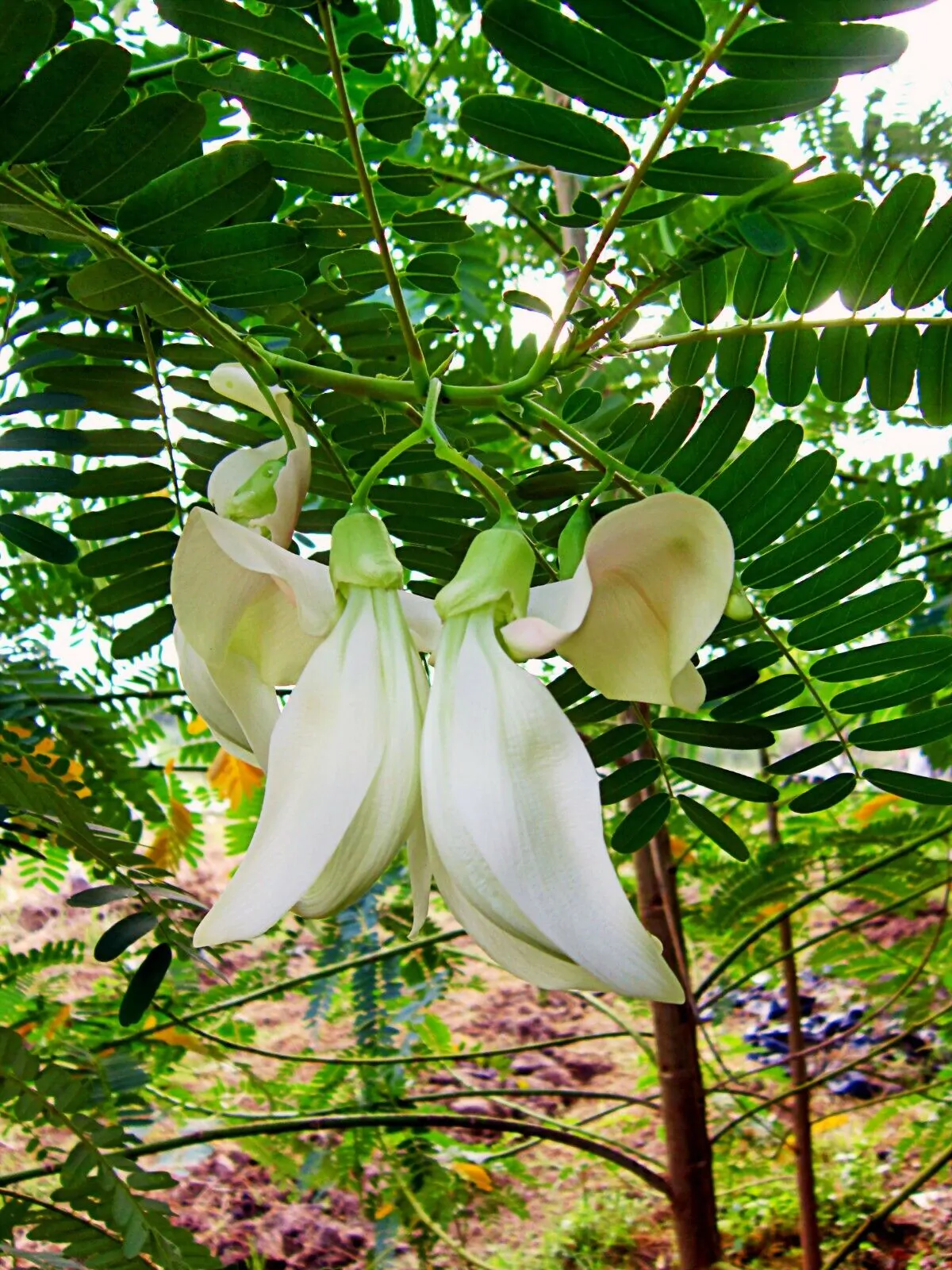 Sesbania grandiflora 'White' - Vegetable Hummingbird, West Indian Pea, Jayanti, Agati, Katurai - Image 10
