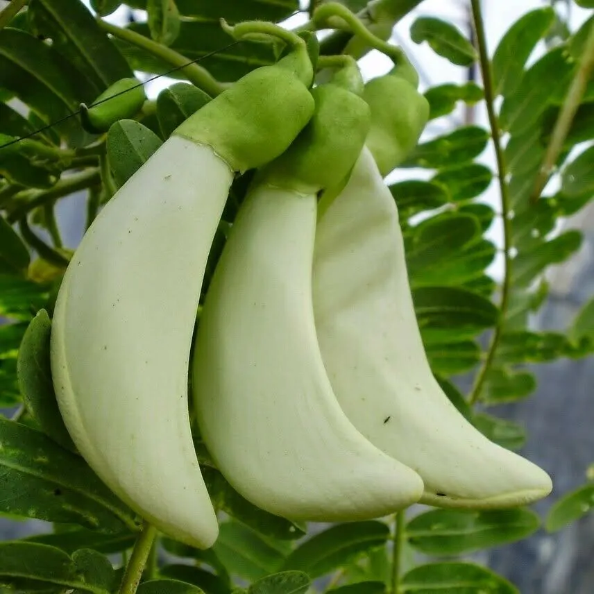 Sesbania grandiflora 'White' - Vegetable Hummingbird, West Indian Pea, Jayanti, Agati, Katurai - Image 11