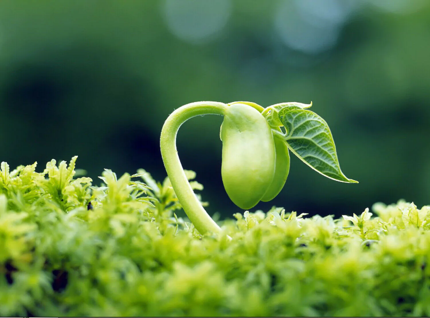 Sesbania grandiflora 'White' - Vegetable Hummingbird, West Indian Pea, Jayanti, Agati, Katurai - Image 12