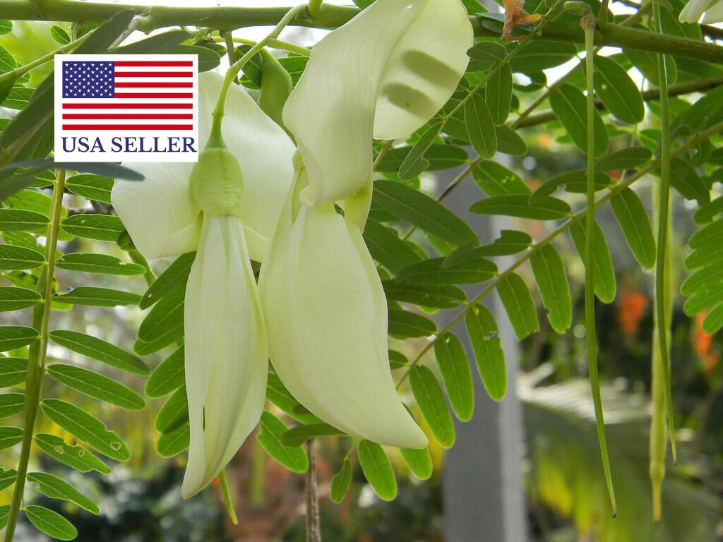 Sesbania grandiflora 'White' - Vegetable Hummingbird, West Indian Pea, Jayanti, Agati, Katurai - Image 13