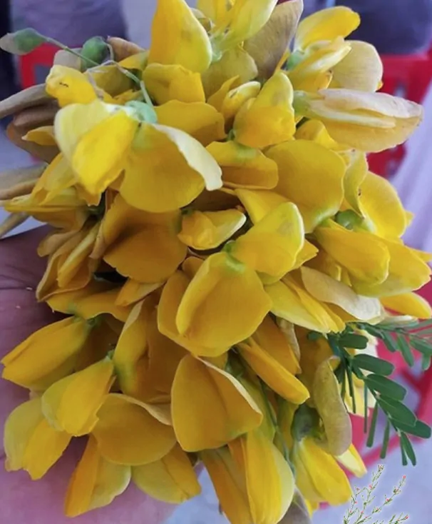 Sesbania sesban - Egyptian riverhemp - Image 2