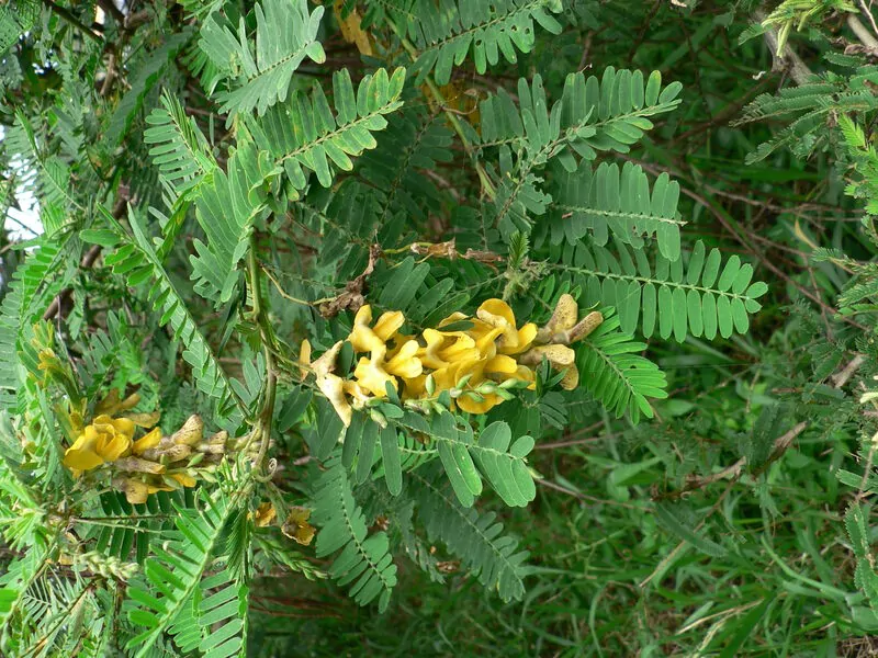 Sesbania sesban - Egyptian riverhemp - Image 3