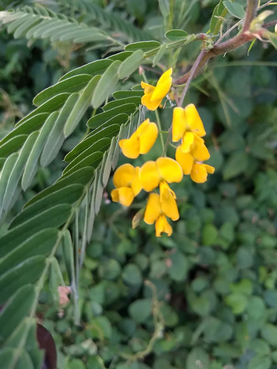 Sesbania sesban - Egyptian riverhemp - Image 4