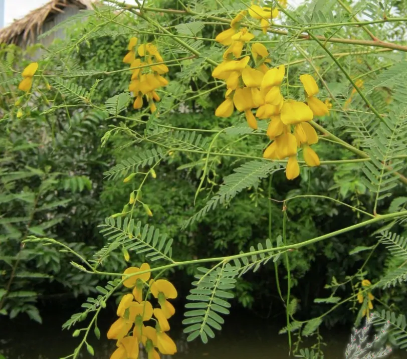 Sesbania sesban - Egyptian riverhemp - Image 6