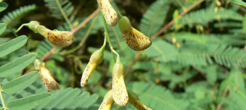 Sesbania sesban - Egyptian riverhemp - Image 10