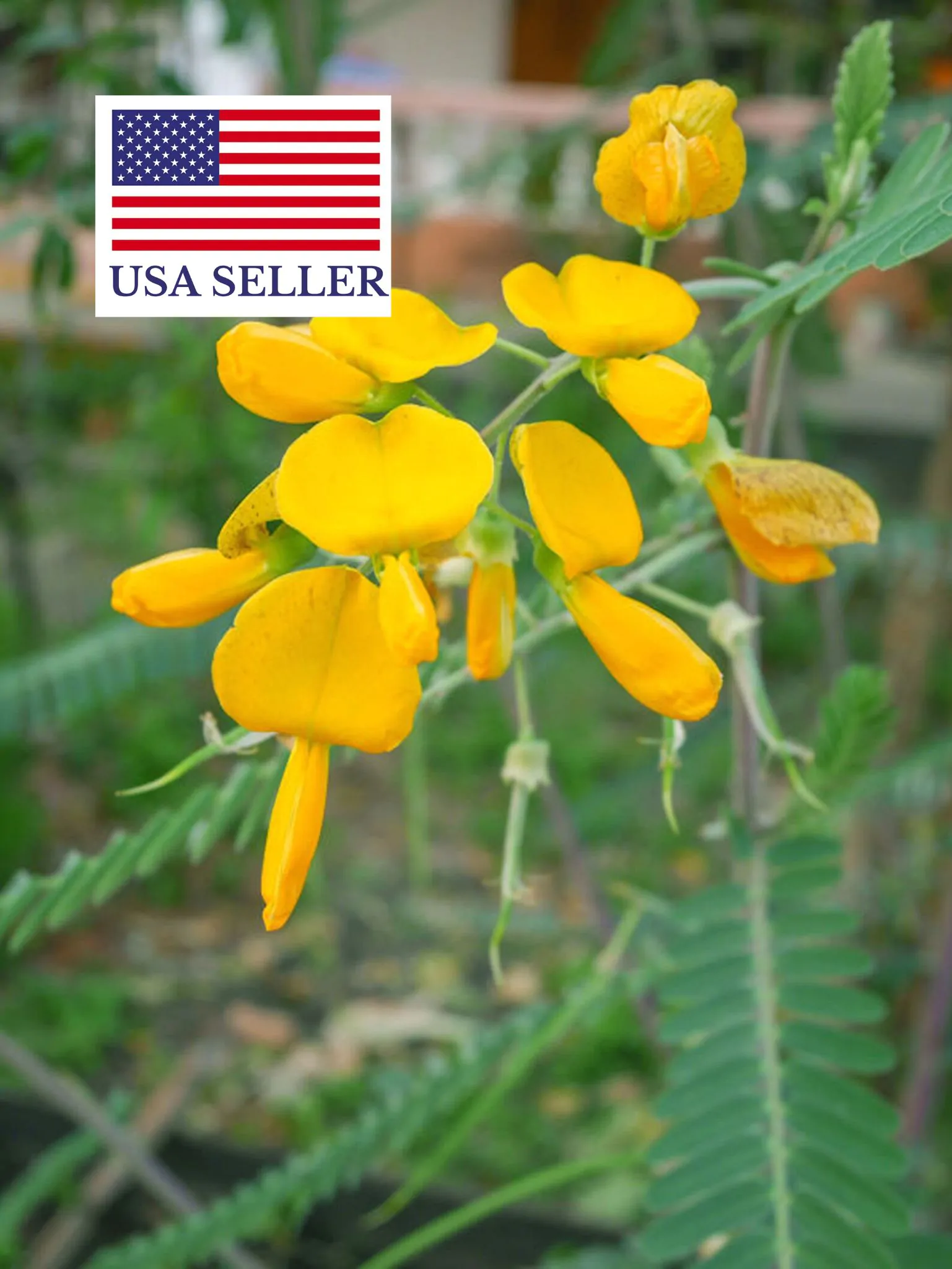 Sesbania sesban - Egyptian riverhemp - Image 12