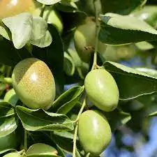 Simmondsia chinensis - Jojoba, Goat Nut, Deer Nut, Pignut, Wild Hazel, Quinine Nut, Coffeeberry - Image 3