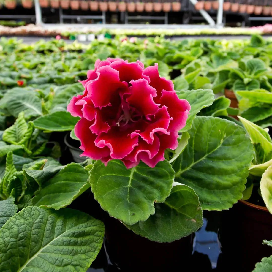 Sinningia speciosa - Gloxinia, Gloxina - Image 3