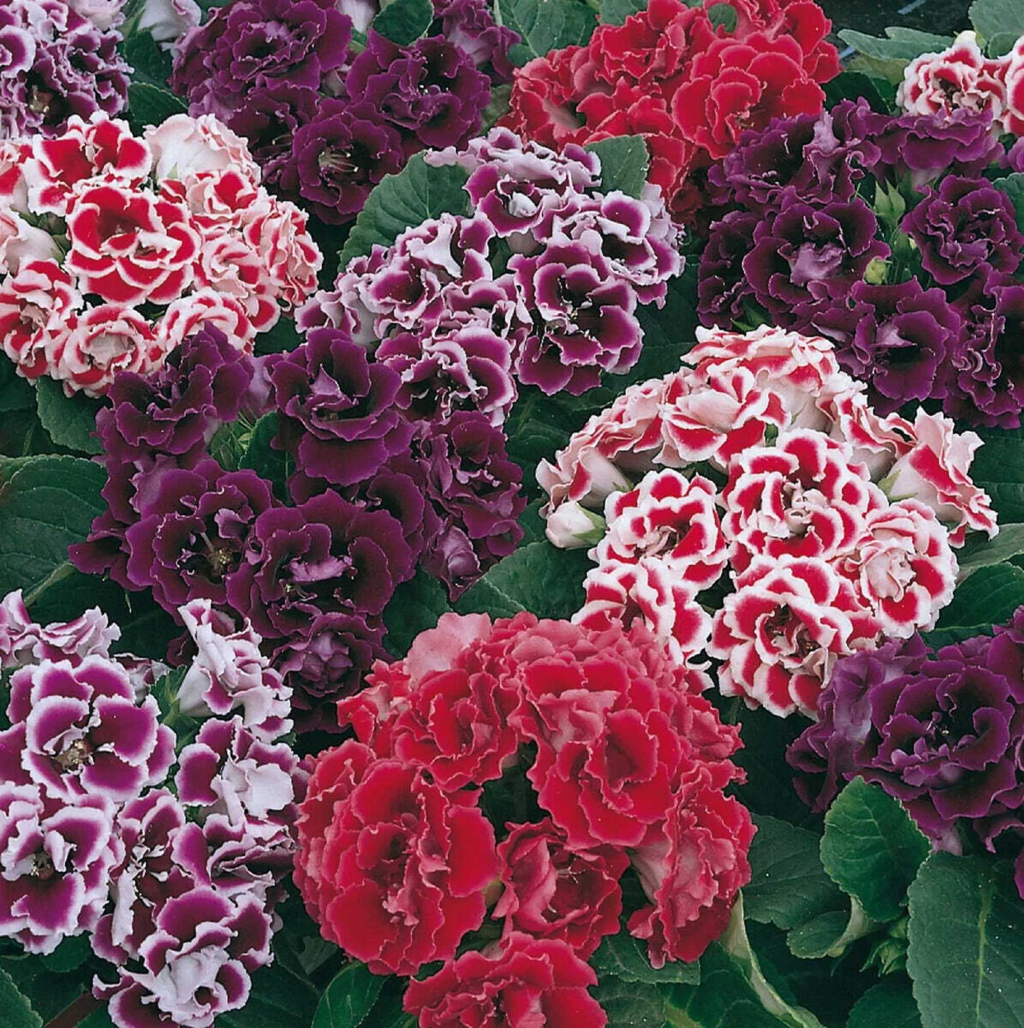 Sinningia speciosa - Gloxinia, Gloxina - Image 5