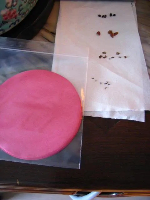 Smoke Primer - Fynbos Germinator Disc - Smoke Infused Paper Disc Germination Aid for Seeds - Image 4