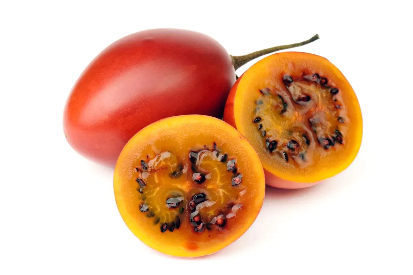 Solanum betaceum / Cyphomandra betacea - Tomato Tree, Tamarillo - Image 7