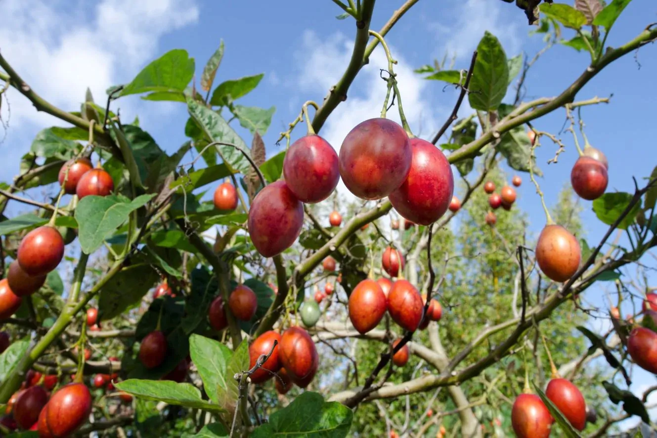 Solanum betaceum / Cyphomandra betacea - Tomato Tree, Tamarillo - Image 8