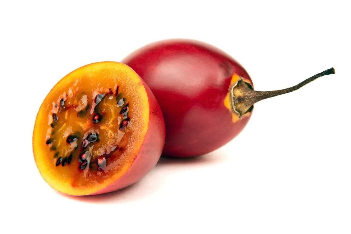Solanum betaceum / Cyphomandra betacea - Tomato Tree, Tamarillo - Image 9