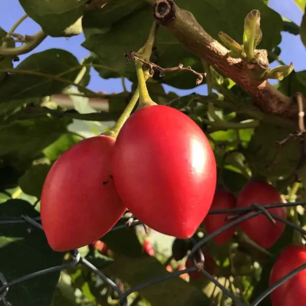 Solanum betaceum / Cyphomandra betacea - Tomato Tree, Tamarillo - Image 12