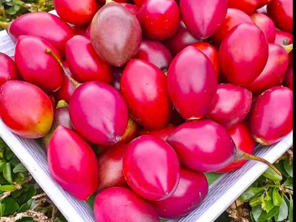 Solanum betaceum / Cyphomandra betacea - Tomato Tree, Tamarillo - Image 13