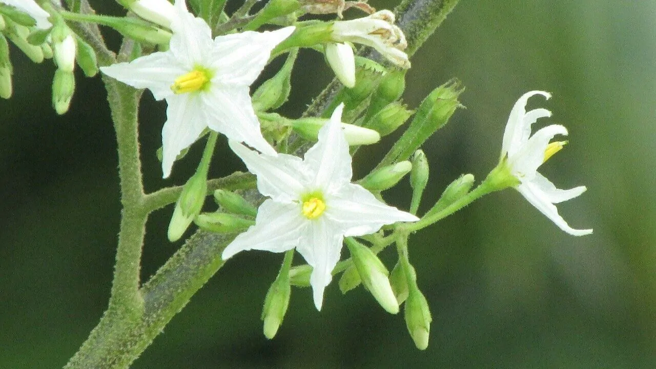 Solanum torvum - Turkey Berry, Devil's Fig, Pea Eggplant, Platebrush or Susumber - Image 4