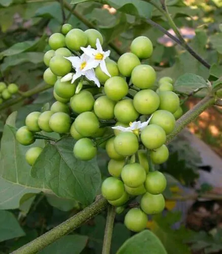 Solanum torvum - Turkey Berry, Devil's Fig, Pea Eggplant, Platebrush or Susumber - Image 5