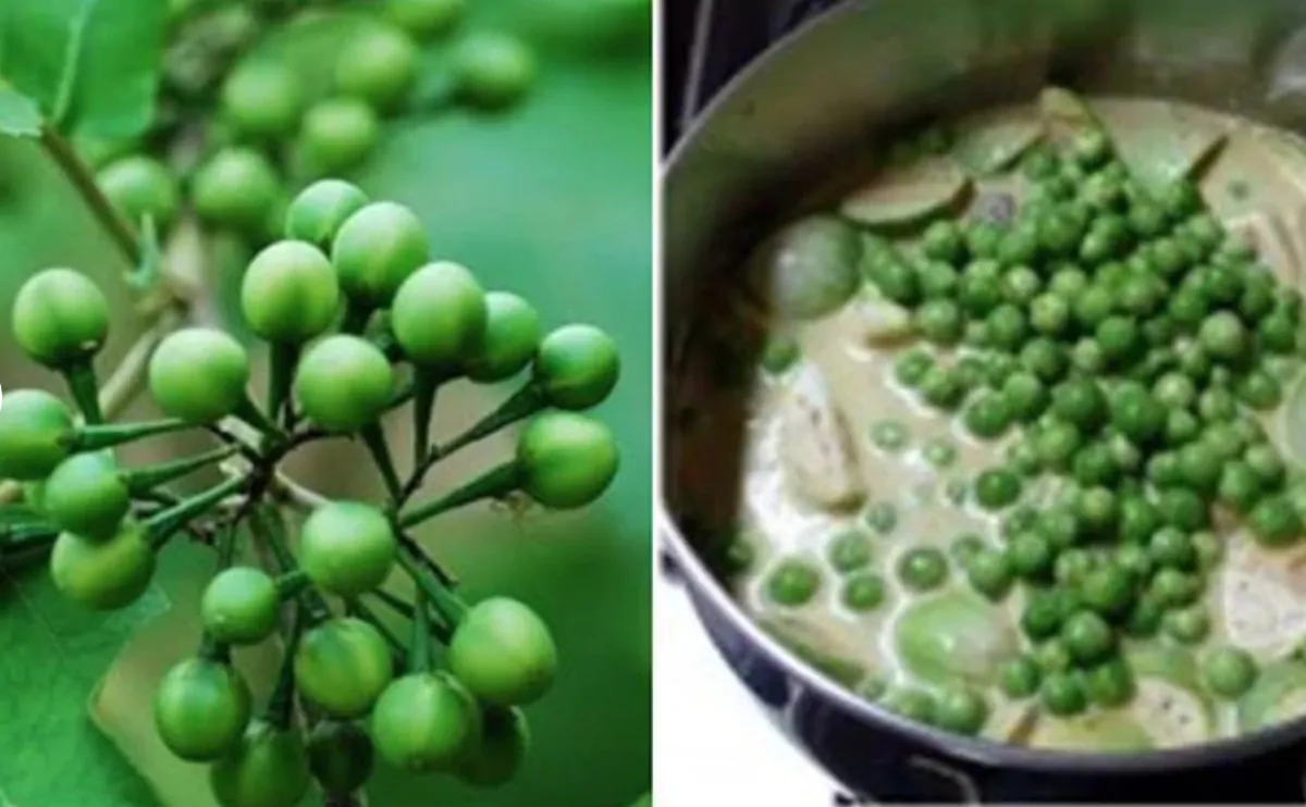 Solanum torvum - Turkey Berry, Devil's Fig, Pea Eggplant, Platebrush or Susumber - Image 7