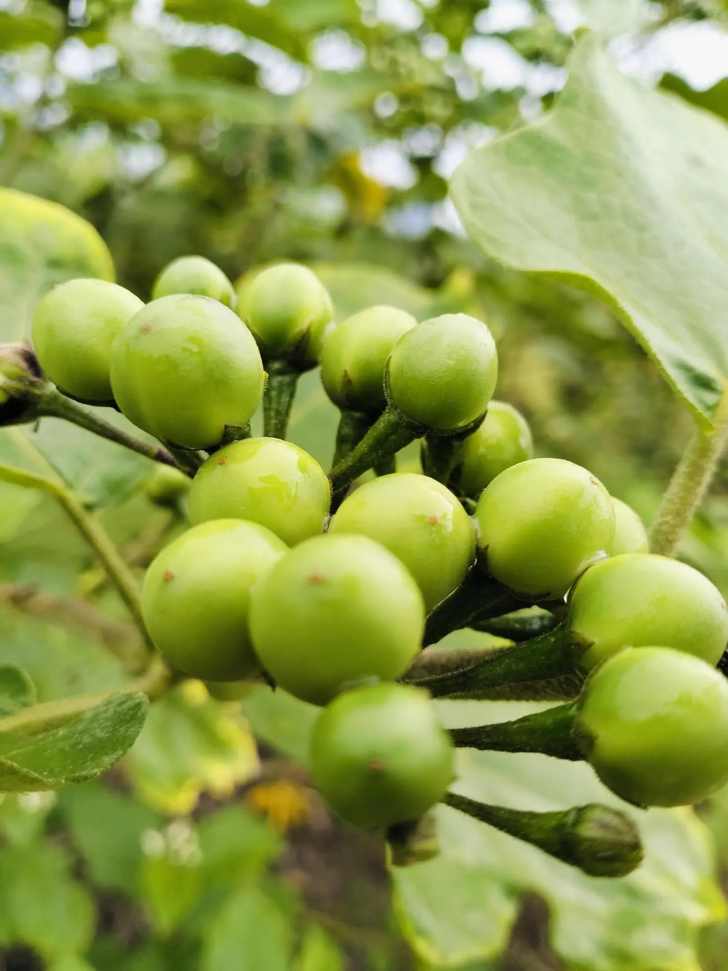 Solanum torvum - Turkey Berry, Devil's Fig, Pea Eggplant, Platebrush or Susumber - Image 9
