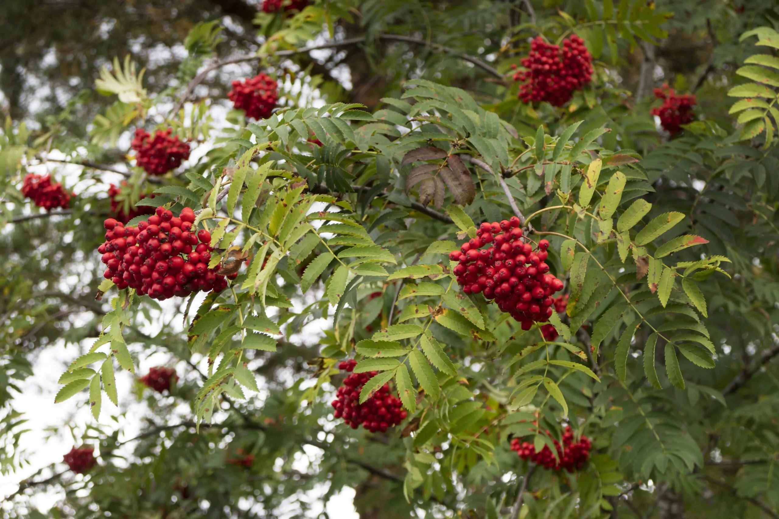 Sorbus aucuparia - Rowan Tree, Mountain Ash - Image 2