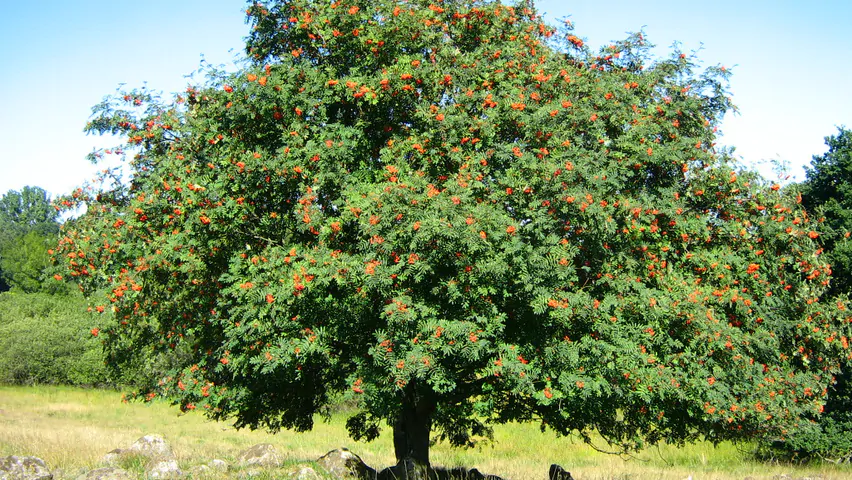 Sorbus aucuparia - Rowan Tree, Mountain Ash - Image 4