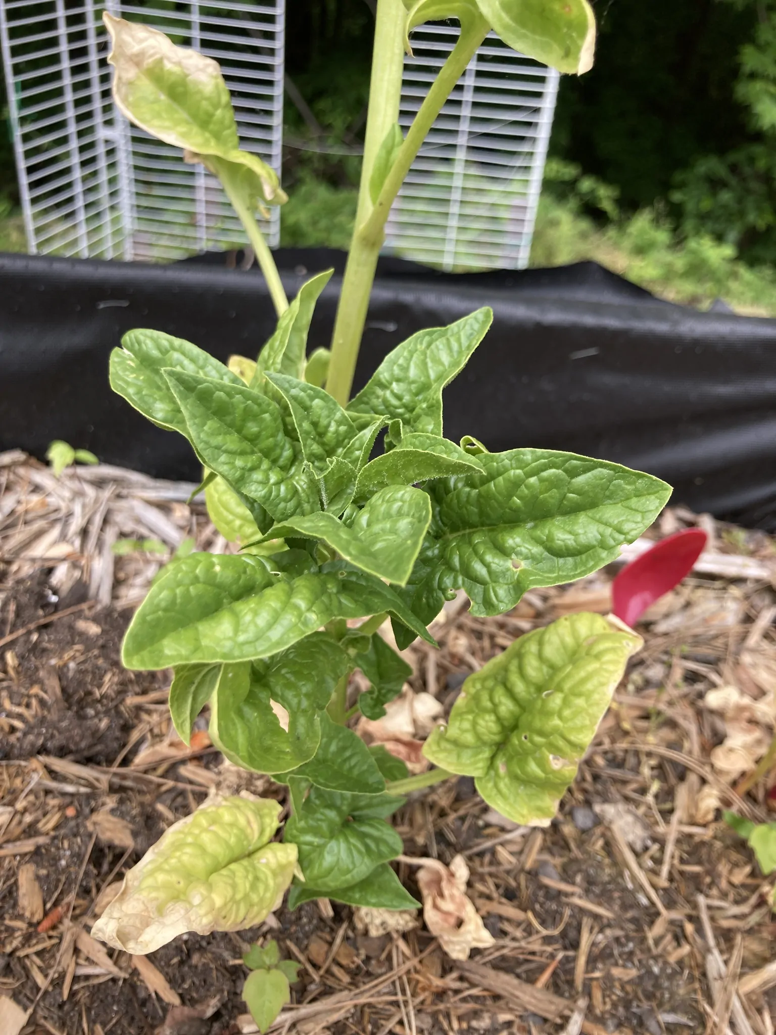 Spinacia oleracea - Spinach - Image 3